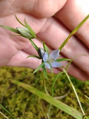 Lomatogonium rotatum