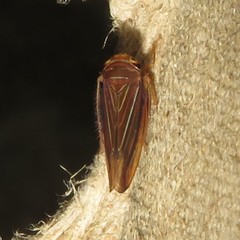 Idiodonus kennicotti