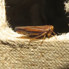 Idiodonus kennicotti