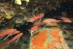 Anthias anthias