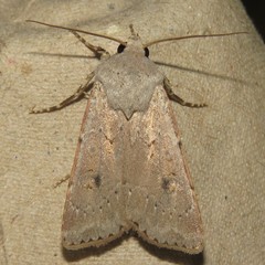 Agrotis vetusta
