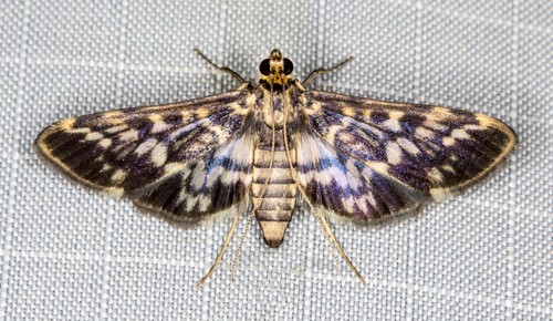 Rhimphalea sceletalis Lederer, 1863