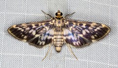 Rhimphalea sceletalis