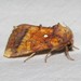 Columbine Borer Moth - Photo (c) Dan MacNeal, some rights reserved (CC BY), uploaded by Dan MacNeal