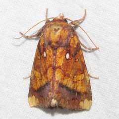 Papaipema leucostigma