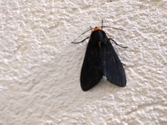 Elysius
