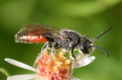 Sphecodes davisii