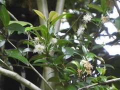 Myrceugenia planipes