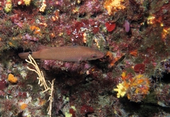 Ctenolabrus rupestris