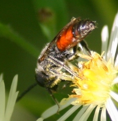 Sphecodes davisii