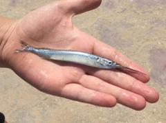 Hyporhamphus