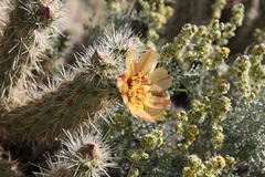 Cylindropuntia wolfii