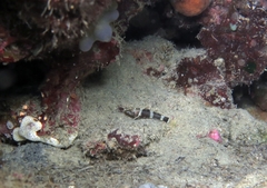 Didogobius splechtnai