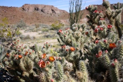 Cylindropuntia wolfii