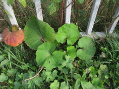Tussilago farfara
