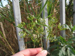 Heracleum sphondylium sibiricum