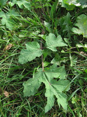 Heracleum sphondylium sibiricum