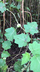 Solanum viarum