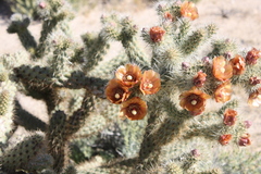Cylindropuntia wolfii