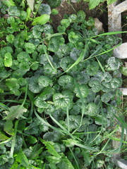Glechoma hederacea