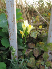Linaria vulgaris