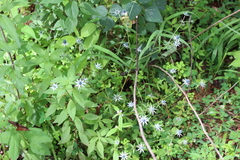 Eryngium beecheyanum