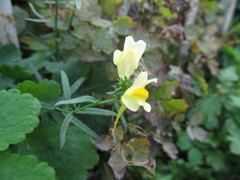 Linaria vulgaris