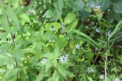 Eryngium beecheyanum