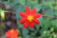 Dahlia coccinea