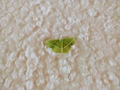 Dichorda illustraria