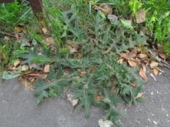 Cirsium vulgare