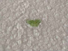 Dichorda illustraria