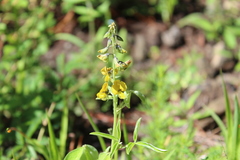 Crotalaria micans