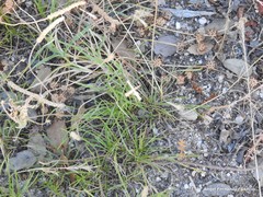 Trifolium glomeratum