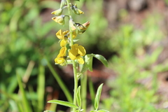 Crotalaria micans