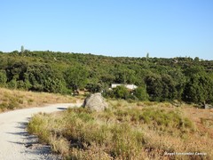 Lavandula pedunculata