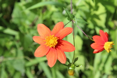 Dahlia coccinea