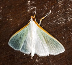 Stemorrhages marthesiusalis