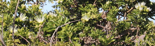 Image of Bush Maerua (Maerua afra) by no rights reserved