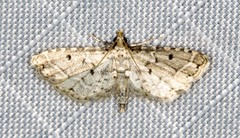 Sufetula hemiophthalma