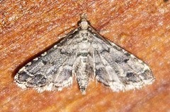 Sufetula hemiophthalma