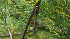Aeshna umbrosa umbrosa