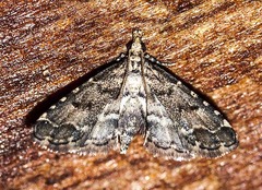 Sufetula hemiophthalma