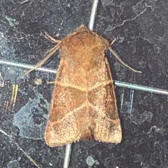 Lemmeria digitalis