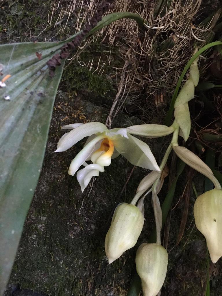 Stanhopea ruckeri