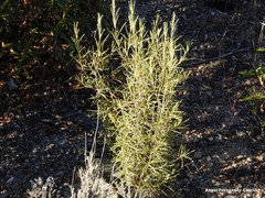 Lavandula pedunculata