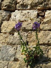 Campanula austroadriatica