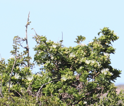Image of Maerua afra by no rights reserved