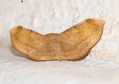 Eulepidotinae
