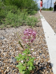 Polanisia dodecandra riograndensis